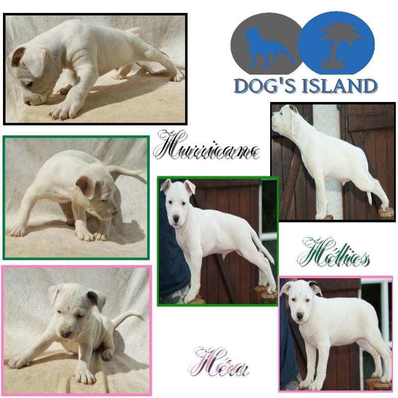 Of Dog's Island - American Staffordshire Terrier - Portée née le 12/08/2012