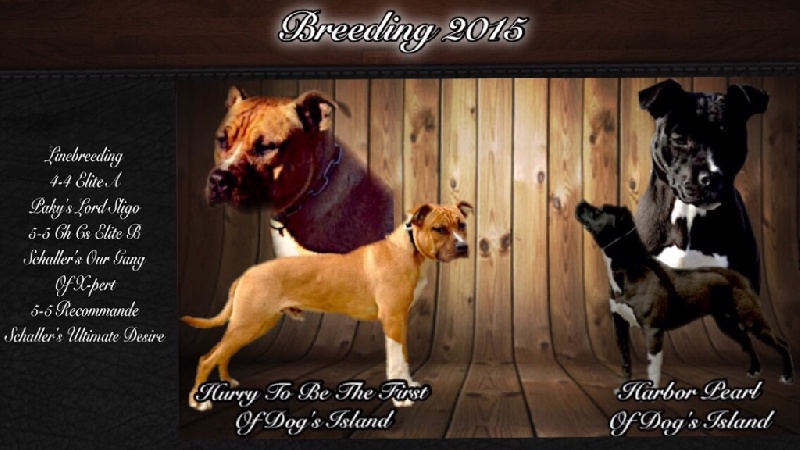 Of Dog's Island - American Staffordshire Terrier - Portée née le 26/07/2015